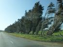 Windbreak trees shaped by stong prevailing winds near Invercargill Dec 2015